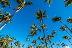 Green tall palm trees in bright sunshine