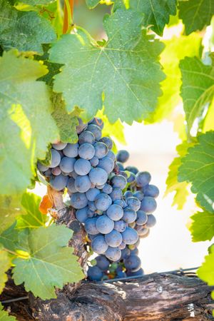 Vineyard with Lush, Ripe Wine Grapes on the Vine Ready for Harvest