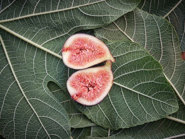 Halved syconium on sinewy leaves