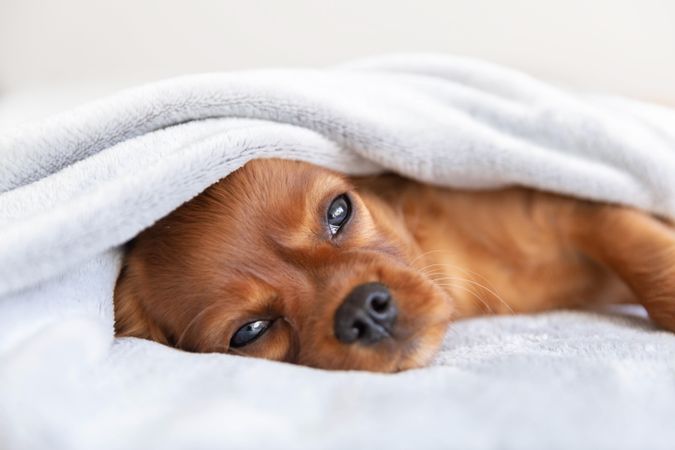 Sleepy cavalier spaniel lying under blanket on bed