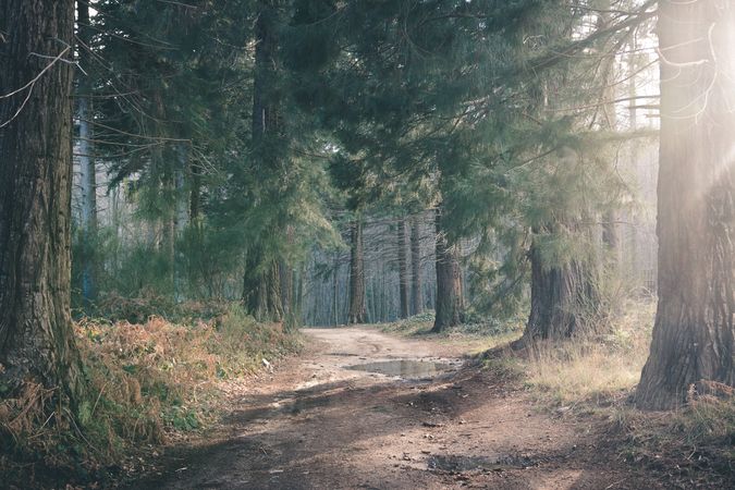 Dusty road in conifer forest