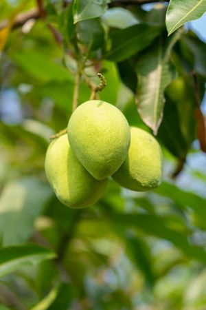 Fresh green mango hanging on tree branch