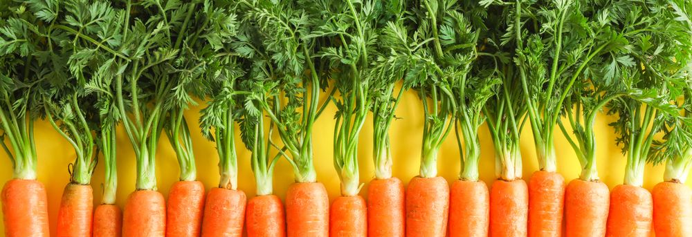 Ripe carrots on yellow background, space for text