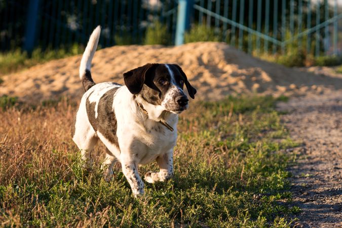 Hound dog trotting along grassy path in urban park.