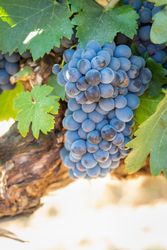 Vineyard with Lush, Ripe Wine Grapes on the Vine Ready for Harvest