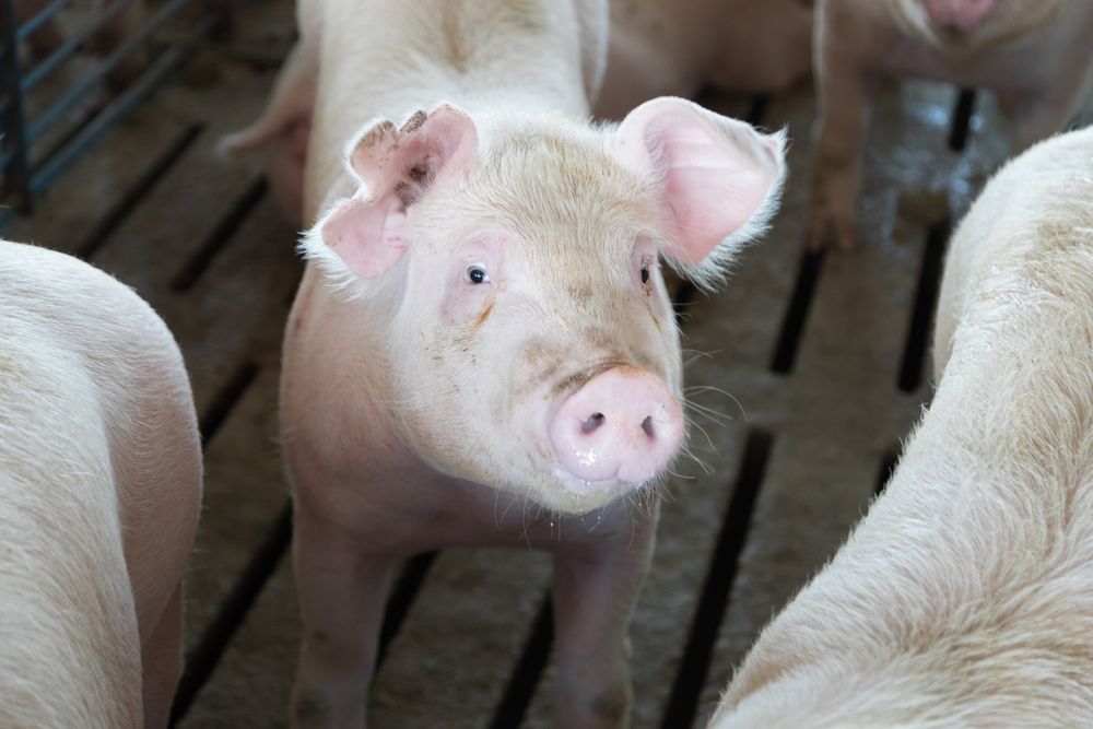 Hogs in the "finishing shed," Benton County, Iowa