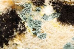 Bread with mold on light background, close up
