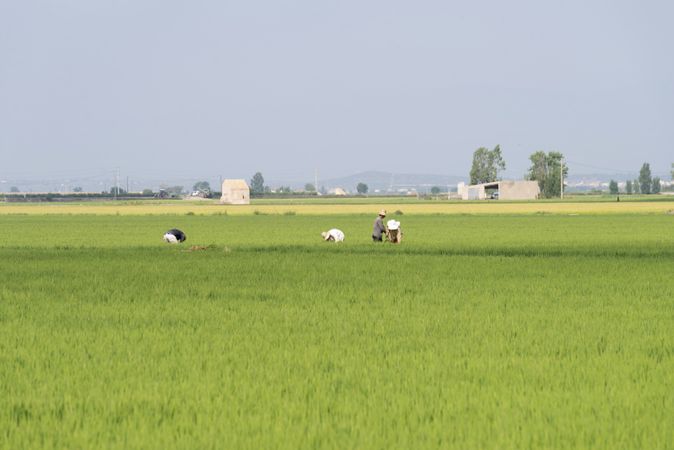 Unrecognized Farmers working in rice field