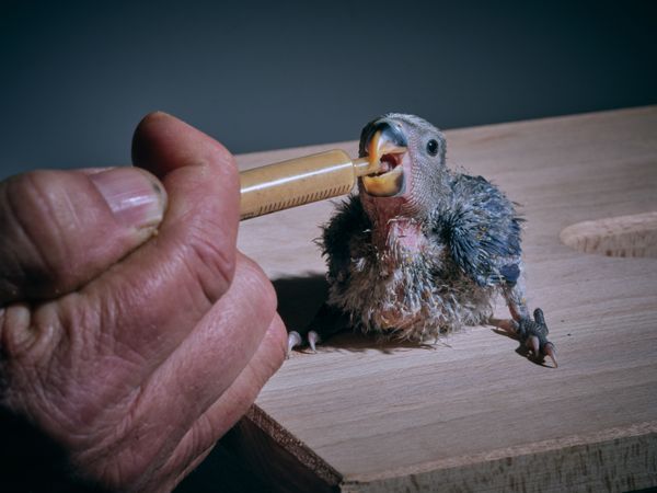 Crop man feeding lovebird chick