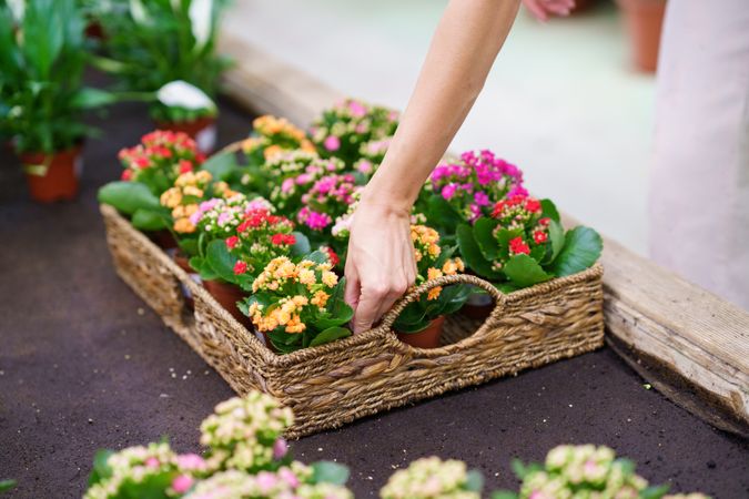 Unrecognizable woman florist standing and placing blooming flowers in basket in nursery