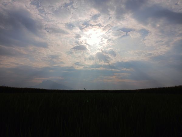 Silhouette of rice field view with sky background