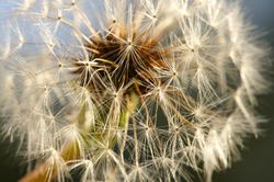 Dandelion Macro Shot