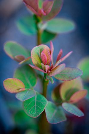 New Plants grow on burned land
