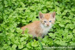 Orange kitten on green grass field bEX2G4