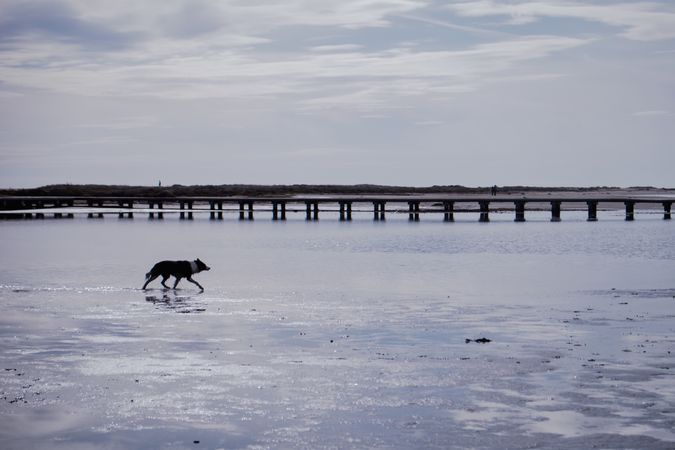 Dog running in shallow river with pier