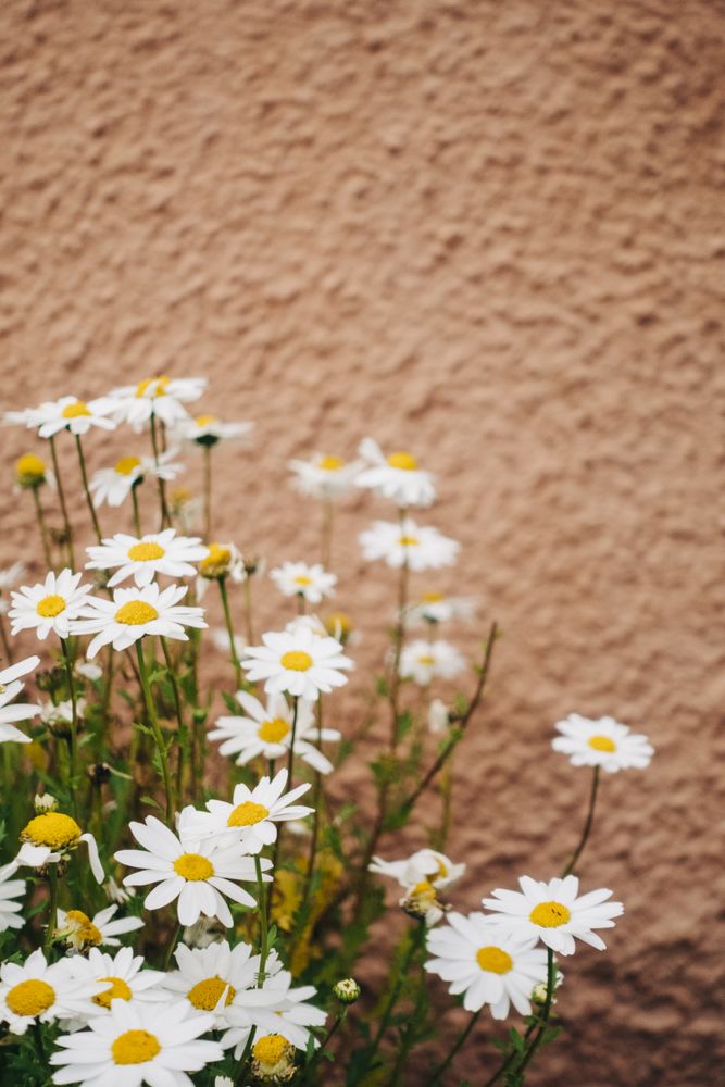 Daisy flowers