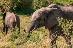 Elephant walking on green grass field