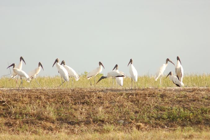 Young woodstorks in Everglades National Park