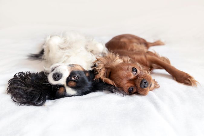 Two cavalier spaniels lying next to each other on bed