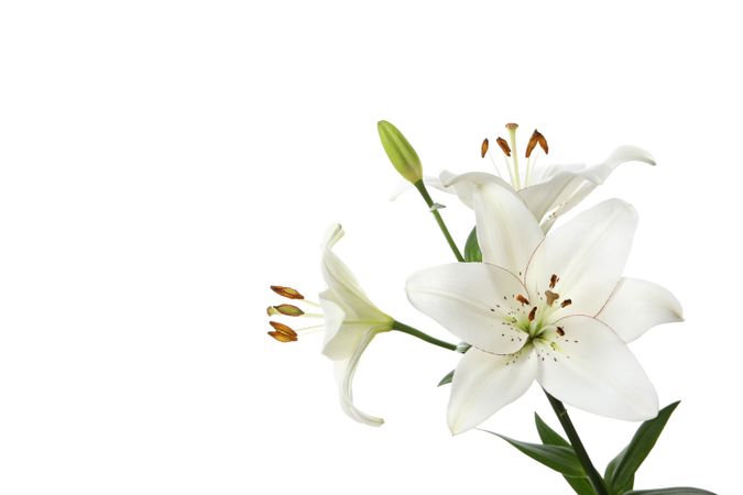 lily flower isolated on light background.