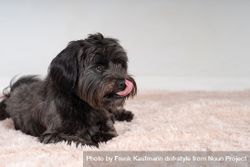 Portrait of Havanese dog on pink rug 4NE8L9