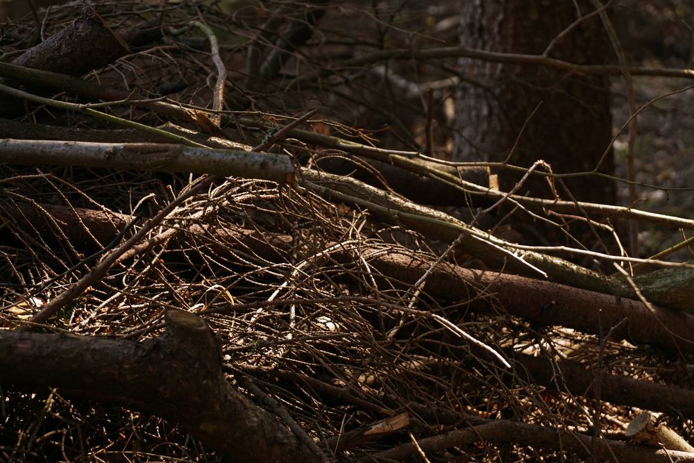 Fallen tree on ground in forest