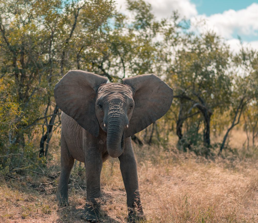 Elephant  near trees in savannah
