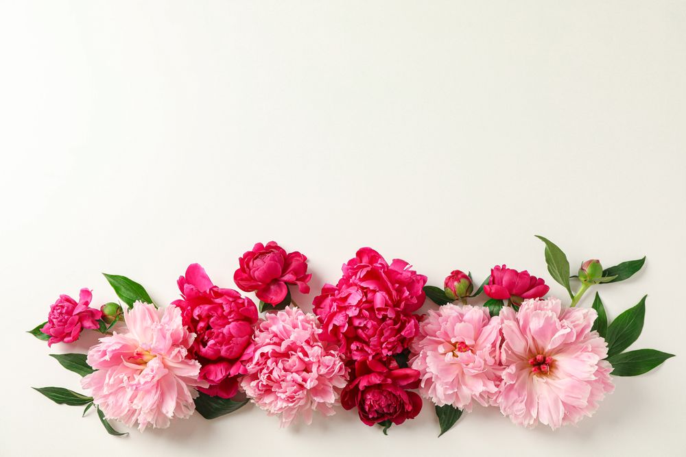Flat lay composition with beautiful peonies on light background, space for text and top view