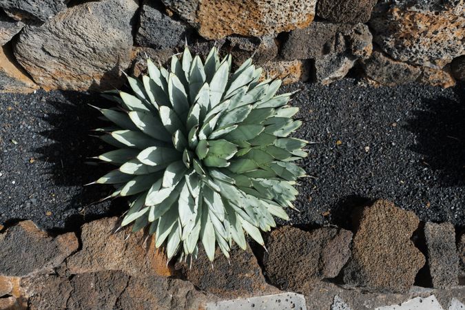 Bunch of prickly cactus