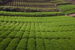 Tea Plantation