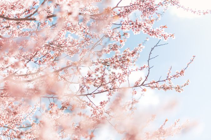 Cherry blossom tree with a light blue sky
