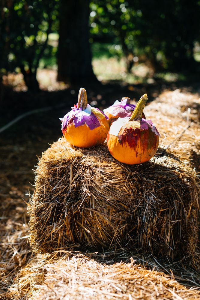 Small pumpkins in dry hay in yard