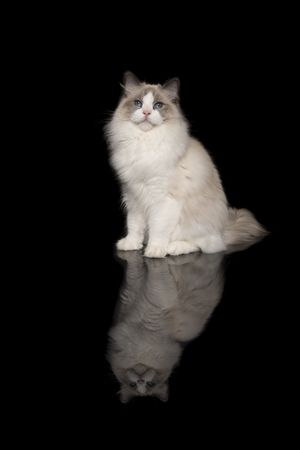 Pretty ragdoll cat with blue eyes  looking at the camera sitting on a dark background with reflection