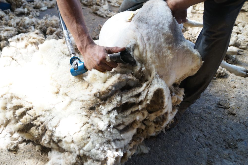 Crop man shearing sheep in barn