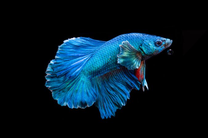 Blue Betta Fish