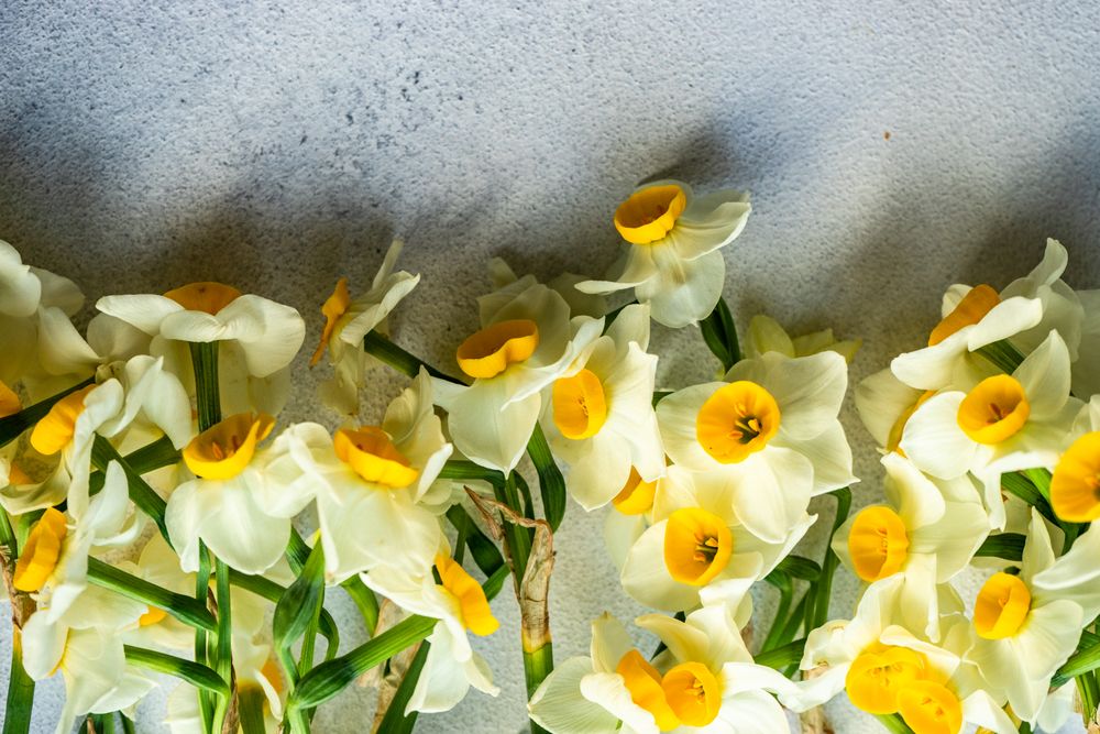 Spring frame with mini yellow daffodils on grey counter