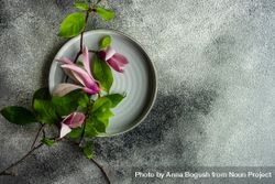 Top view of plate with magnolia flowers on grey table 5pgPg8