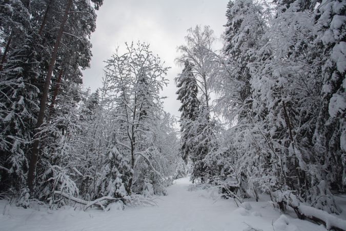 Winter forest landscape with snow