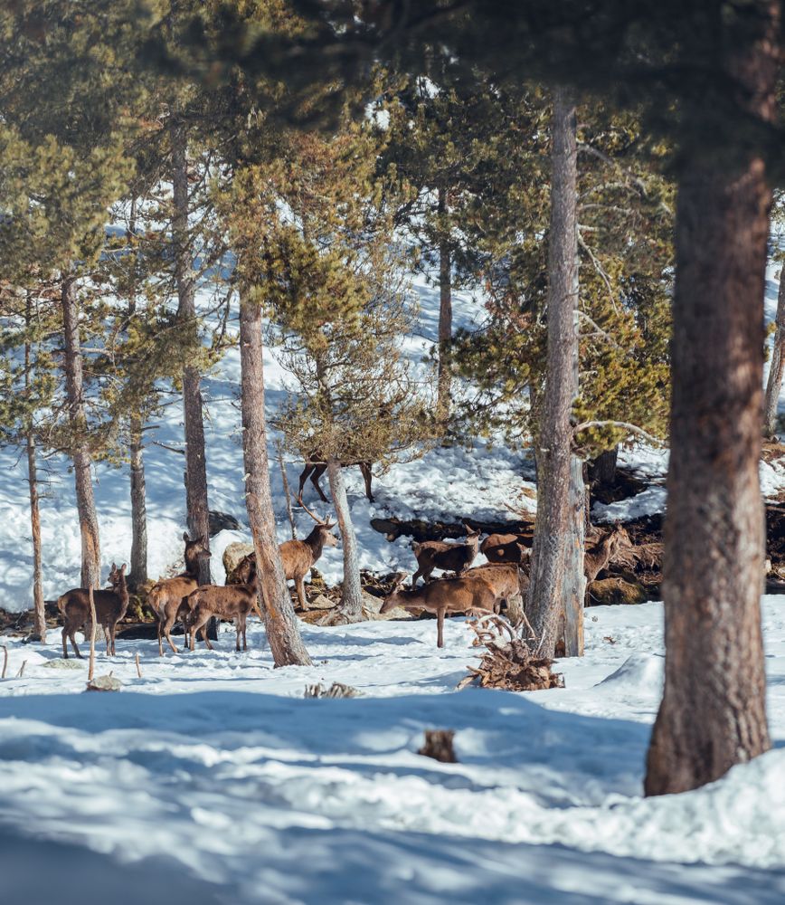 Noble deers near trees between snow