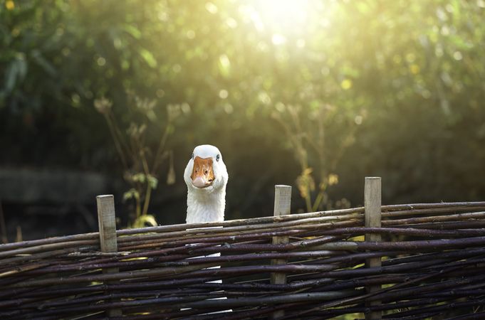 One goose behind farm fence on a sunny day