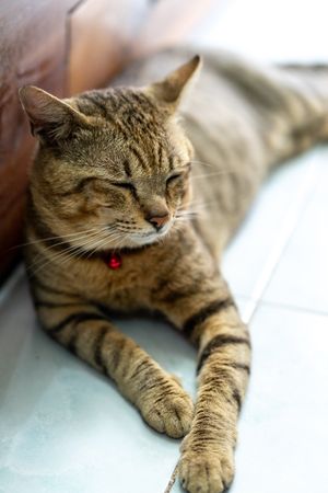 Brown tabby cat sleeping on light floor tiles