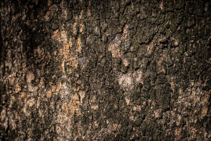 Close up bark of tree texture background