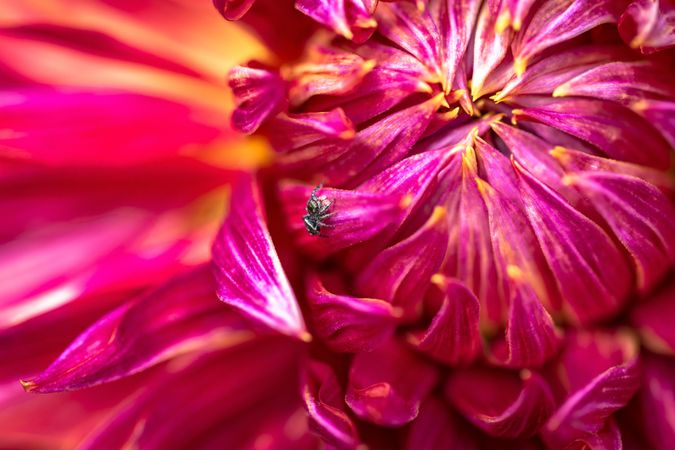 Top view of spider on pink yellow dahlia flower