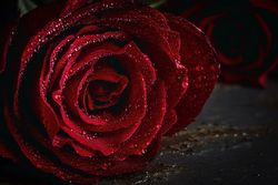 Red roses with dark background