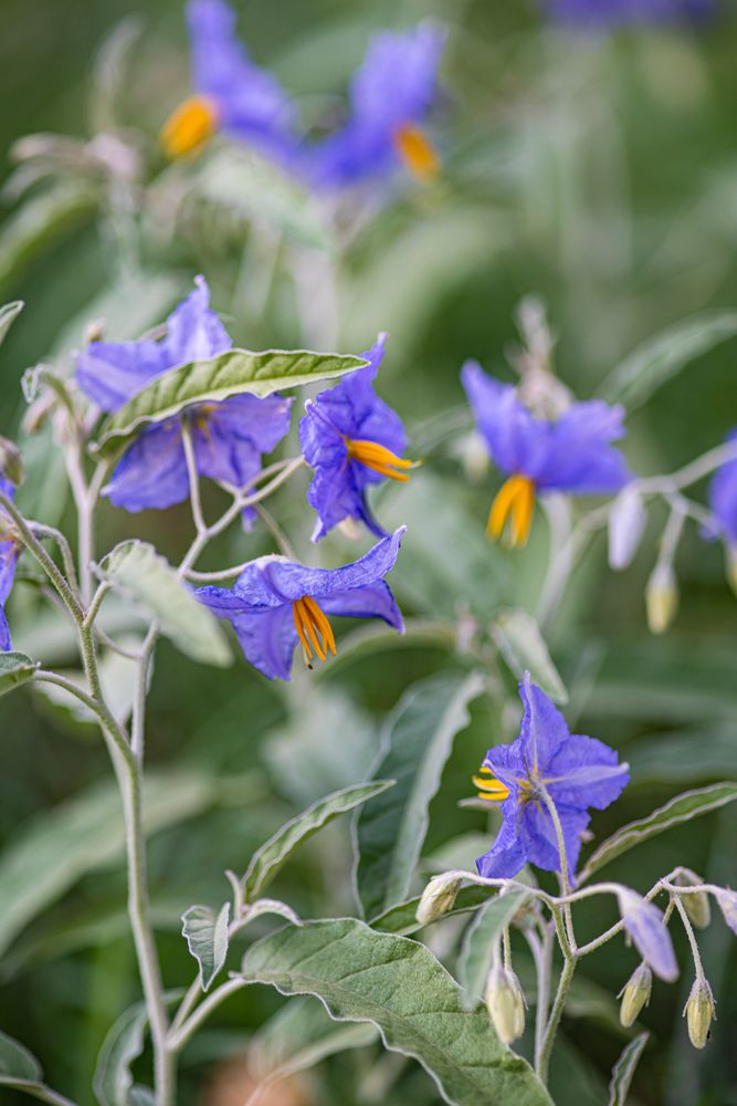 Flowering potato plant in the field