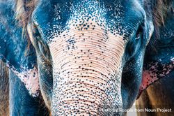 Close-up shot of an elephant 4mp2Q5