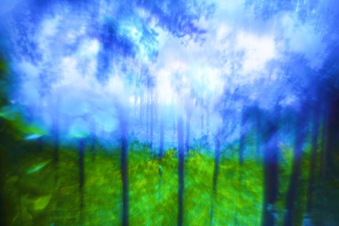 Blurred trees in forest
