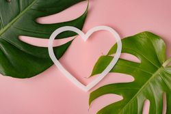 Monstera leaves on pastel coral background with heart shape