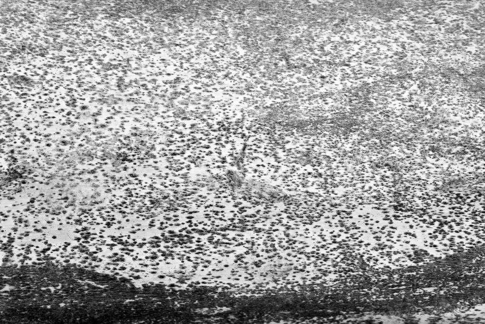 B&W shot of dotted stone texture
