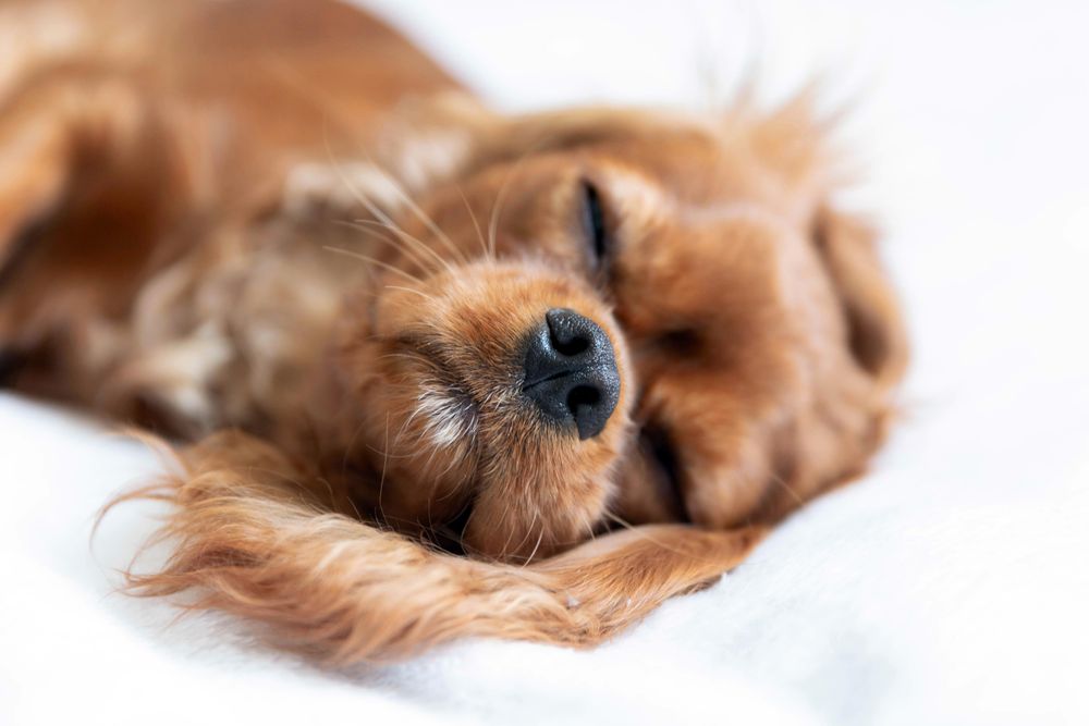 Close up cavalier spaniel face as it sleeps
